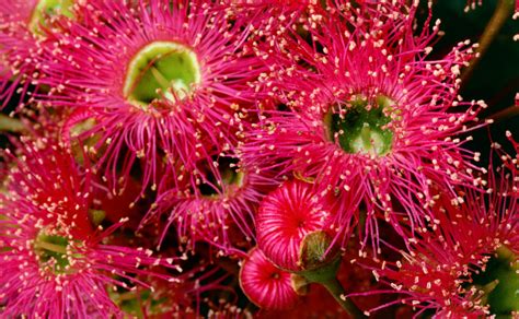 The flowers last for long and bloom in the spring season. Red-flowering Gums - Burke's Backyard