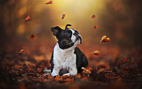 1080p Free Download Boston Terrier Autumn Bokeh Dogs Dog In