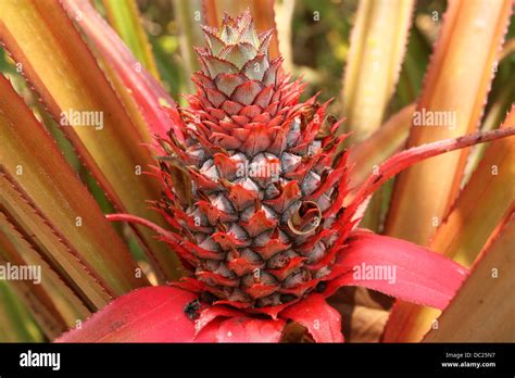Red Pineapple Ananas Bracteatus Stock Photo Royalty Free Image