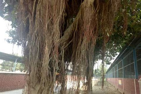 Roots Of Bargad Tree Epashupalan