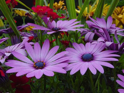 Free flowers wallpaper and other nature desktop backgrounds. Beautiful Flowers | ::: Latest Wallpapers::
