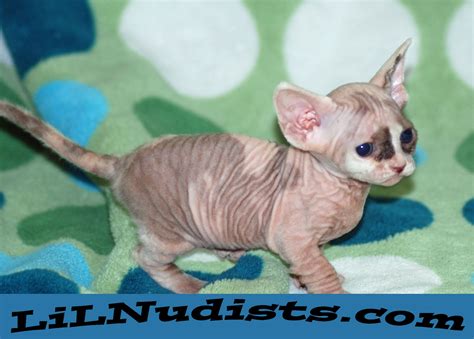 Bambino And Sphynx Hairless And Dwarf Cats And Kittens Bambino Cat Cats