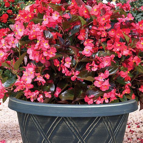 A pot that is too large can lead. Begonia 'Whopper Mixed' (Pre-Planted Pot) | Thompson & Morgan