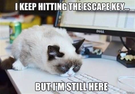 Stick A Fork In Me Im Done So Funny Grumpy Cat Quotes Grumpy Cat