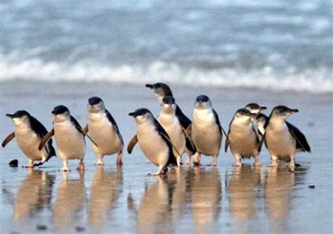 That being said, we appreciate you not using our images or large. Phillip Island Nature Parks Live Penguin TV - 1377 3MP