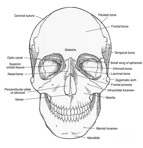 Anatomy Of The Skull Anterior View Labelled Ph