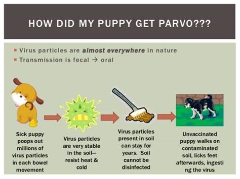What Does Parvo Dog Poop Look Like