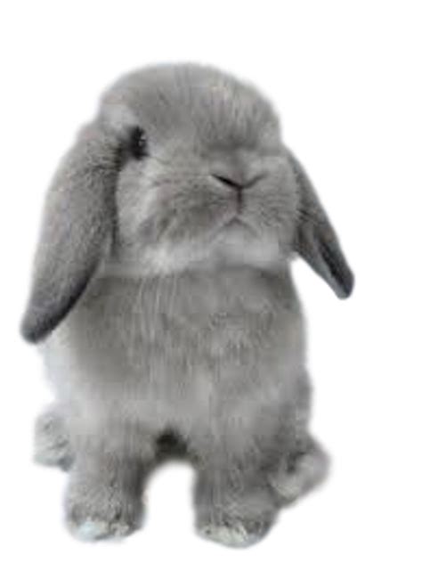 Yes, petco columbus is open right now with limited services and hours. Rabbit Breeder, Show and Small Pet Supplies, Bunny Rabbit ...