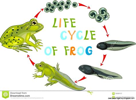 Amphibians Life Cycle Wallpapers Gallery