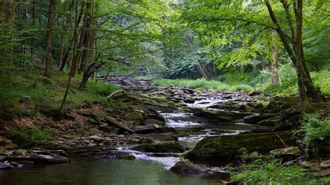 West Virginia Monongahela River Stones Forests Usa Rivers Stream