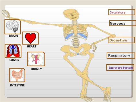 Basic Human Anatomyppt Powerpoint 1