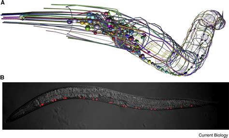 Revisiting Neuronal Cell Type Classification In Caenorhabditis Elegans