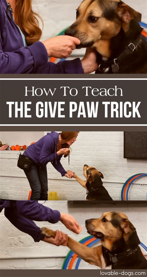 How To Teach Your Dog The Give Paw Trick Dog Training Easiest Dogs