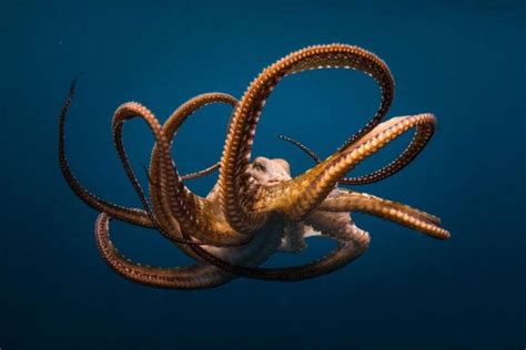 Octopuses Are Deep Sea Bullies That Punch Fish Out Of ‘spite Or Just