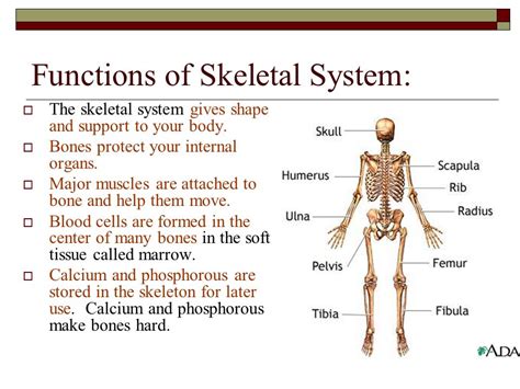 The Skeletal System Facts For Kids Explained Educatio