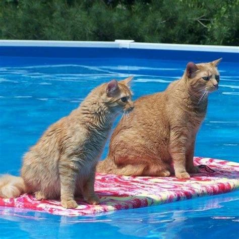 Floating Cute Cats Cats Funny Animals