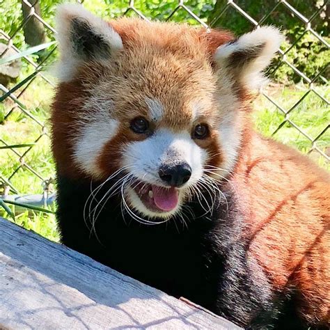 Trevor Zoo At Millbrook School On Instagram Day 1 Of Our Red Panda
