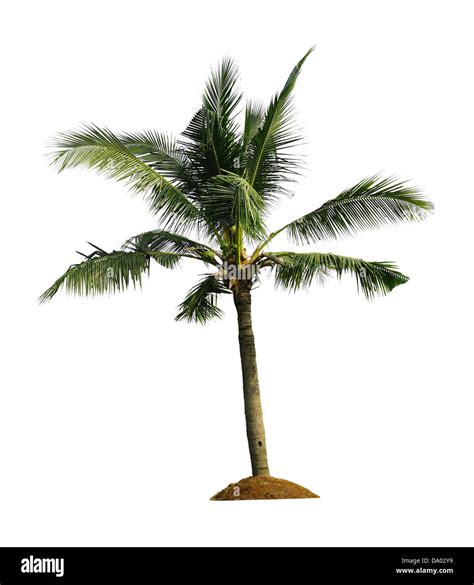 Coconut Palm Tree Isolated Hi Res Stock Photography And Images Alamy