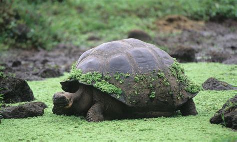 There are some types of these that exceed 5 feet (1.5 meters) in length and weigh almost 550 pounds (250 kilograms). 6 of The Slowest Animals On The Planet | Fun Animals Wiki ...