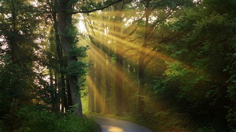 Forest Road And Morning Sunbeam Between Trees 4k Hd Nature Wallpapers