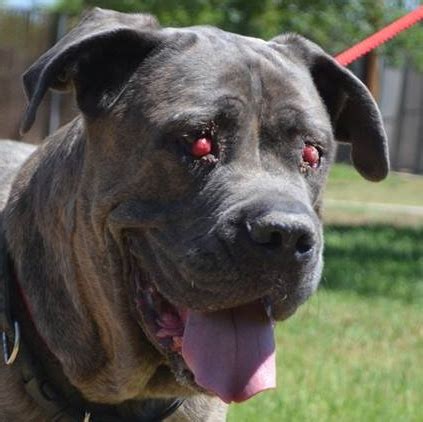 If the cherry eye persists and causes discomfort, surgery will be the next. Fundraiser by Canine Rescue Coalition : Miracle Medical ...