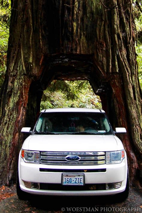 Watch Out For The Woestmans Redwood Forest Drive Thru Tree