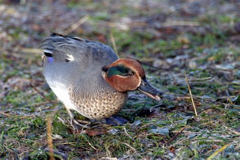 Common Teal Anas Crecca Wiki Image Only