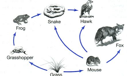 Food Web Of The Temperate Deciduous Forest Temperate Deciduous Forest
