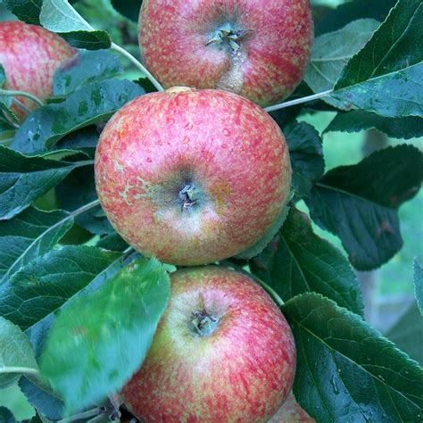 Apple Trees For Sale English Fruit Trees Derwent Treescapes