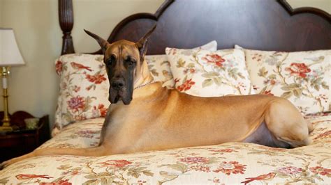 There Is Nothing Like This Great Dane The Washington Post