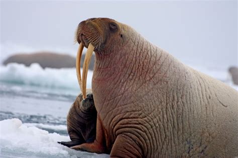 Photos Melting Ice Forces 35000 Pacific Walruses To Haul Out Onshore