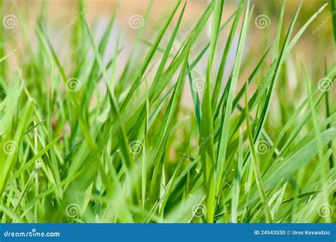 Field Of Grass Closeup Stock Photo Image Of Closeup 24543530