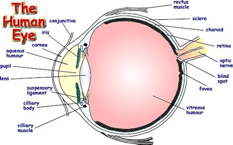 • labelling a diagram of the structure of the human eye. Eyeball Diagram