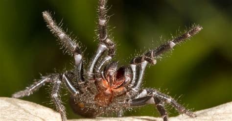 The Worlds Most Venomous Spider 2022