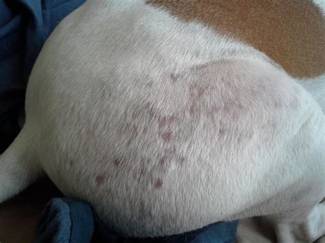 Pit Bull With Unknown Skin Problems Help Dog Forum