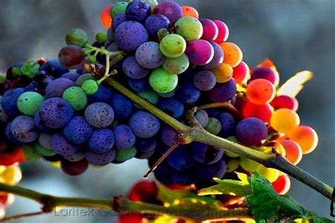 Rainbow Grapes Rainbow Grape Grapes Fruit