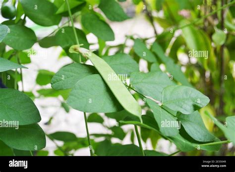 Macro Of Pea Pods Hi Res Stock Photography And Images Alamy