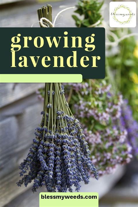 Easy Tips For Growing Lavender In 2020 With Images