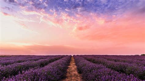 Desktop Wallpaper Lavender Flowers Farm Sunset Hd