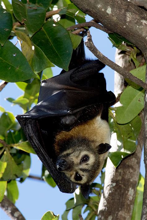 Pteropus Conspicillatus Spectacled Fruit Bat Cairns Img7650