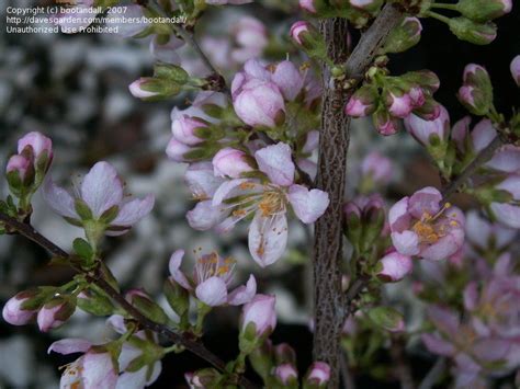 For many years, the rainier was most commonly enjoyed as a home gardener's back yard tree. PlantFiles Pictures: Prunus Species, Chinese Bush Berry ...