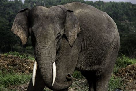 Sumatran Elephant Facts Habitat Diet Life Cycle Baby Pictures