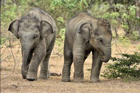 Sri Lanka World Elephant Alliance