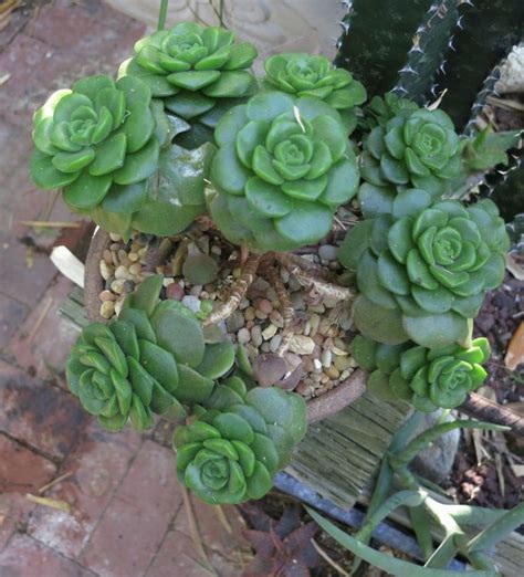 Aeonium Lily Pad 3 12 Succulents Lily Pads Plants