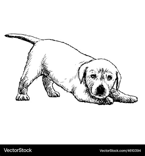 Labrador Retriever Puppy 03 1 Royalty Free Vector Image