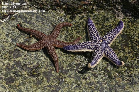 Northern Pacific Sea Starn Nencyclopedia Of Life