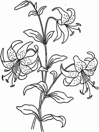 Coloring Lily Pages Flower Flowers Lilies Printable