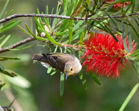 Juvenile Or Female Scarlet Honeyeater Birds In Backyards