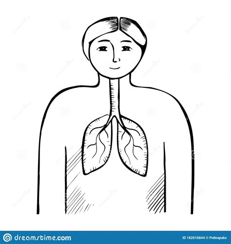 Human Lungs Black And White Illustration Simple Internal Organs Hand