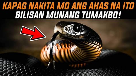 7 Na Pinaka Delikadong Ahas Sa Buong Mundo 7 Most Dangerous Snakes In